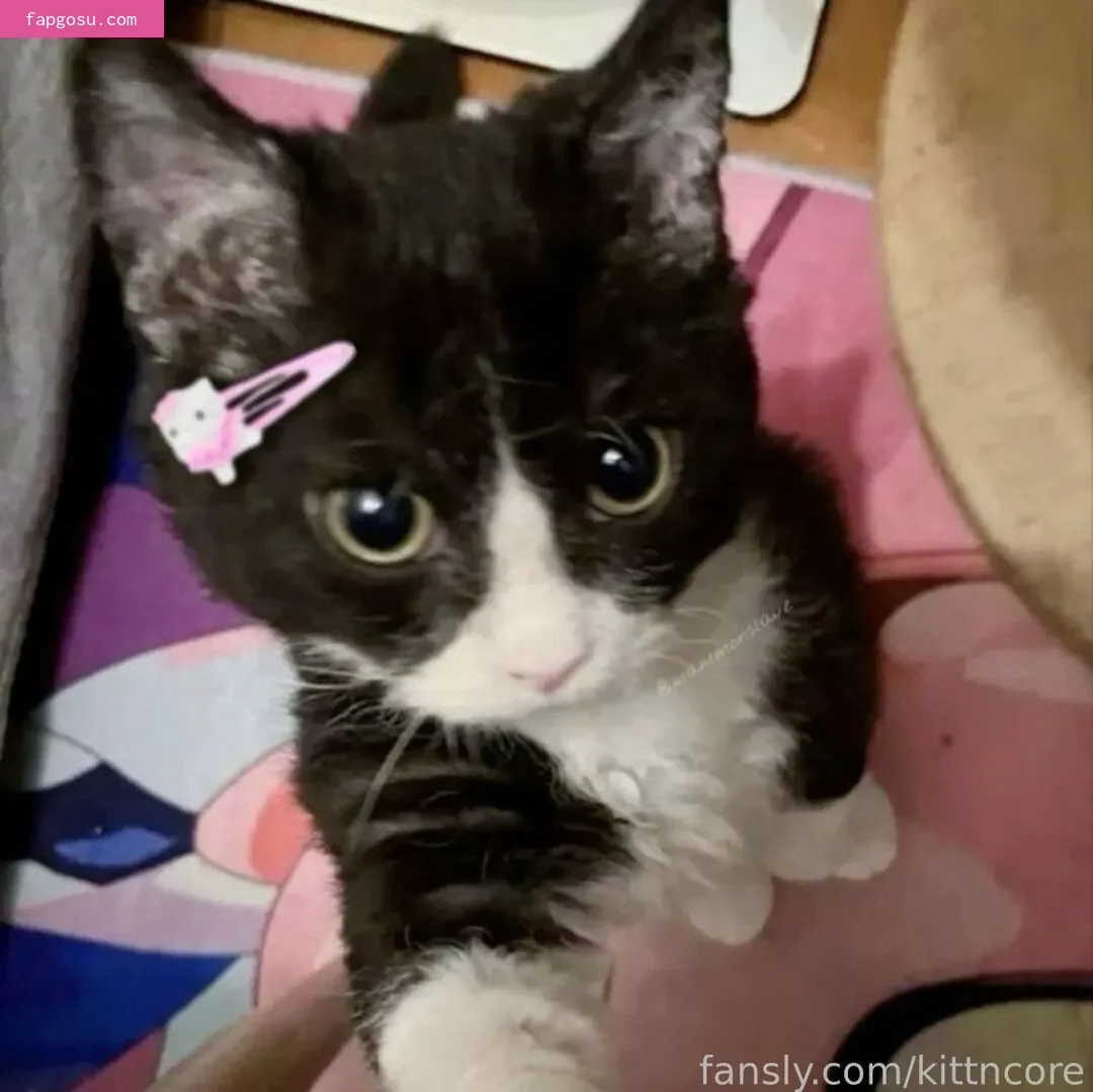 kittncore